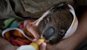 Liofilizada TREK'N EAT Huevos - Deportes Koala